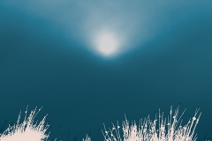 Bluegrass