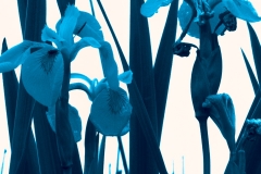 Blue iris