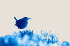 Little bird blue