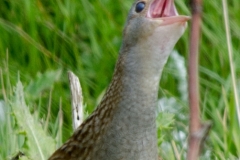 corn-3