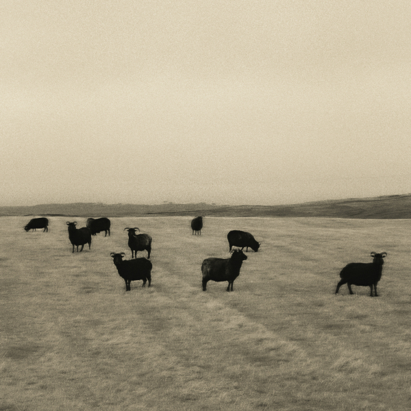 Hebridean Sheep