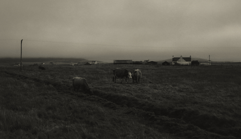 Cows, Paible