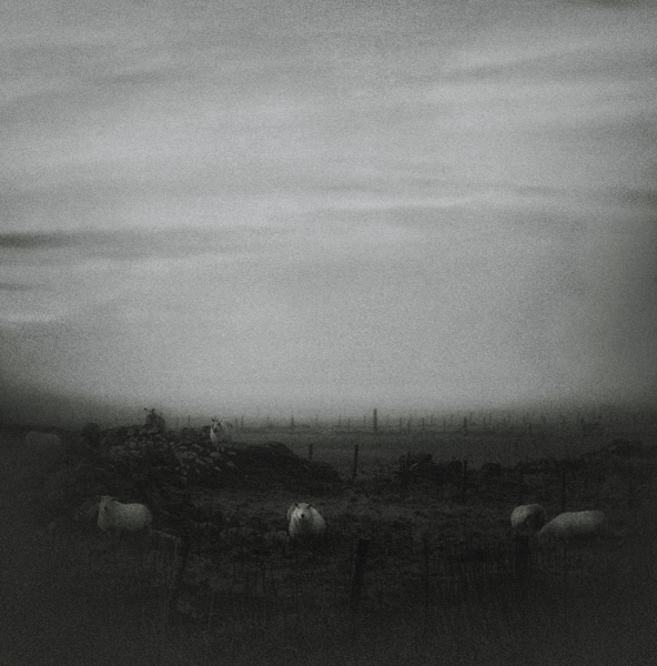 Sheep, Balemore