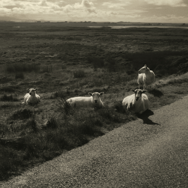 Sheep, Committee Road
