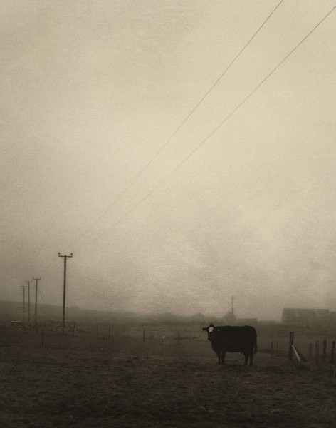 Cow, Balemore