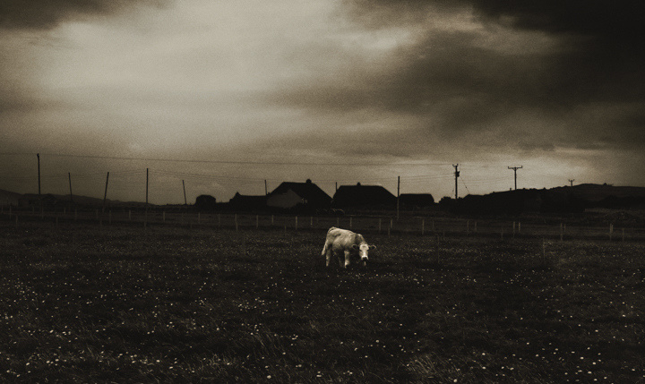 Cow, Paible