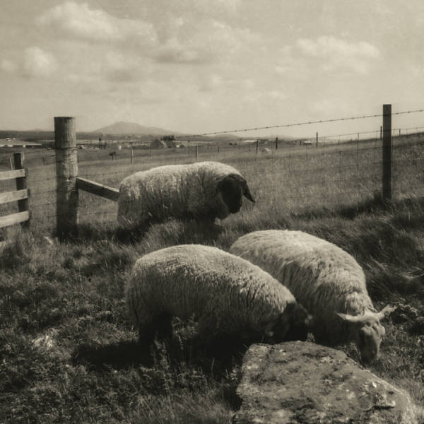 Sheep, Paible