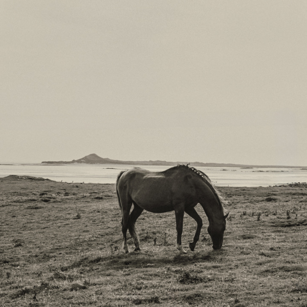 Horse, Cladach Kirkibost