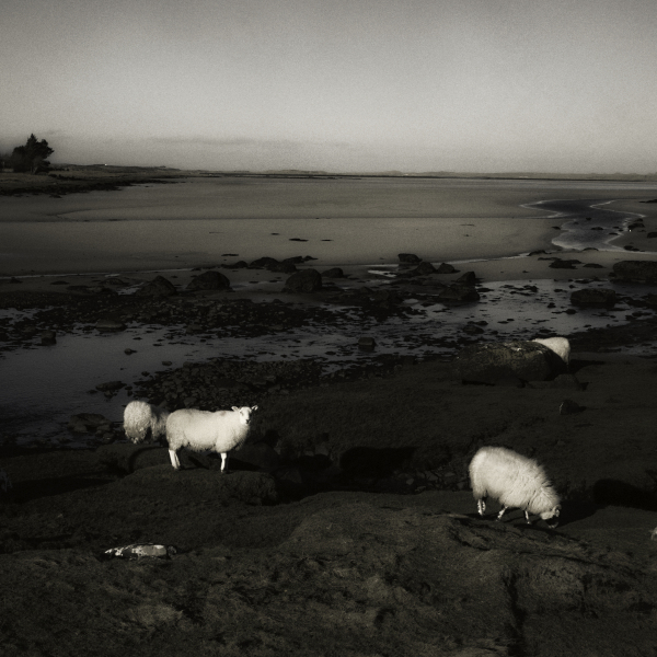 Sheep, Vallay