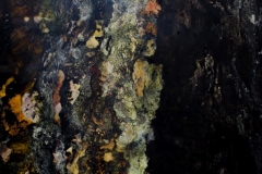 vaspf-2