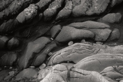 hosta-7