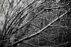 Woodland