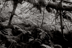 Woodland