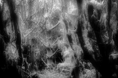 Woodland