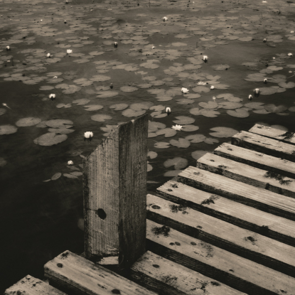 Water lilies 8