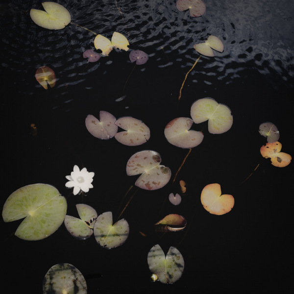 Water lilies 9