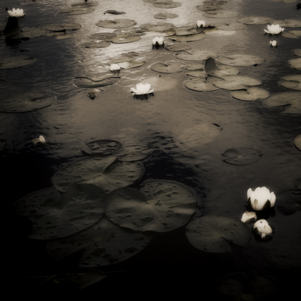 Water lilies 10