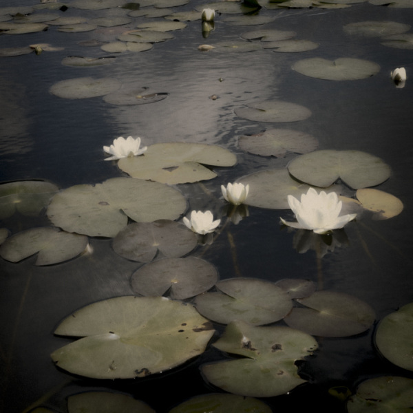 Water lilies 11