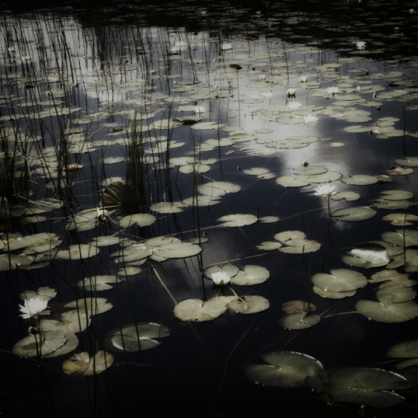 Water lilies 12