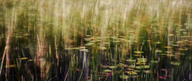 Water lilies 6