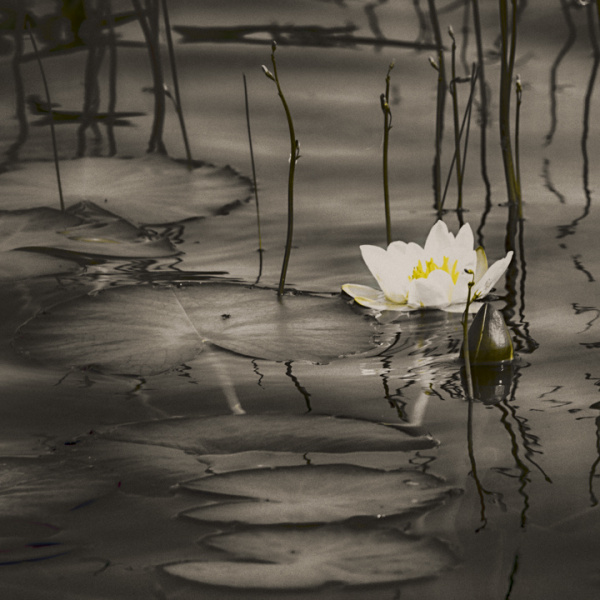 Water lilies 2