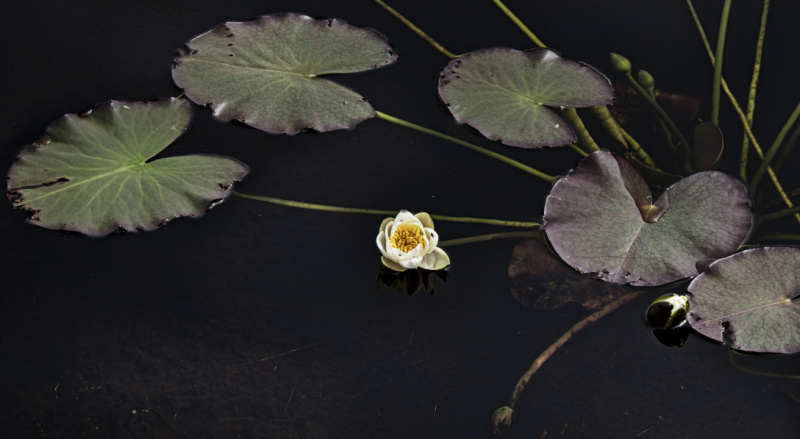 Water lilies 3
