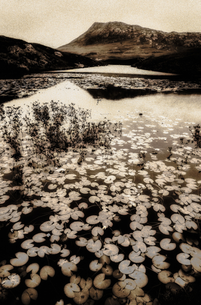Water lilies 5