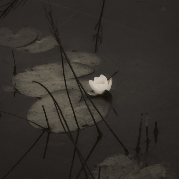 Water lilies 1