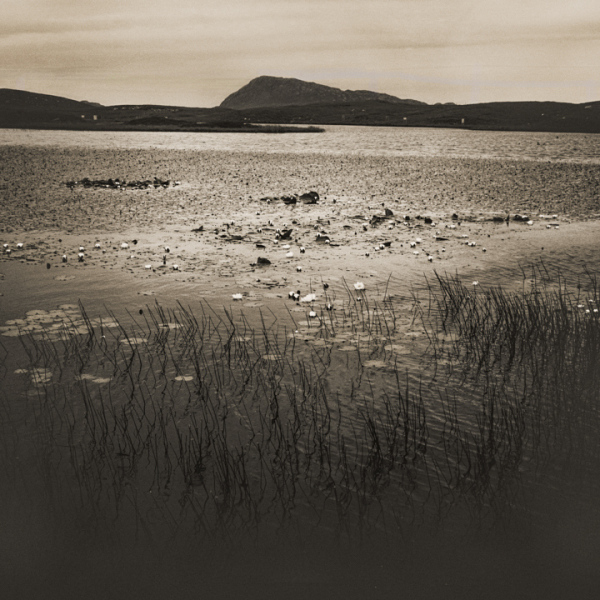 Water lilies 4