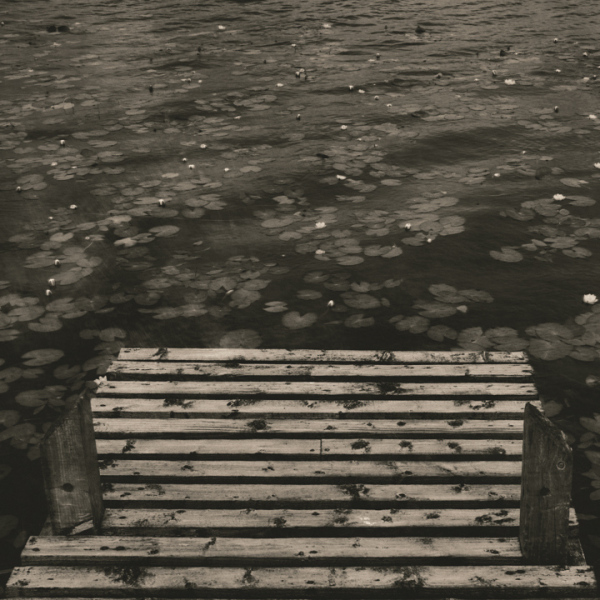 Water lilies 7