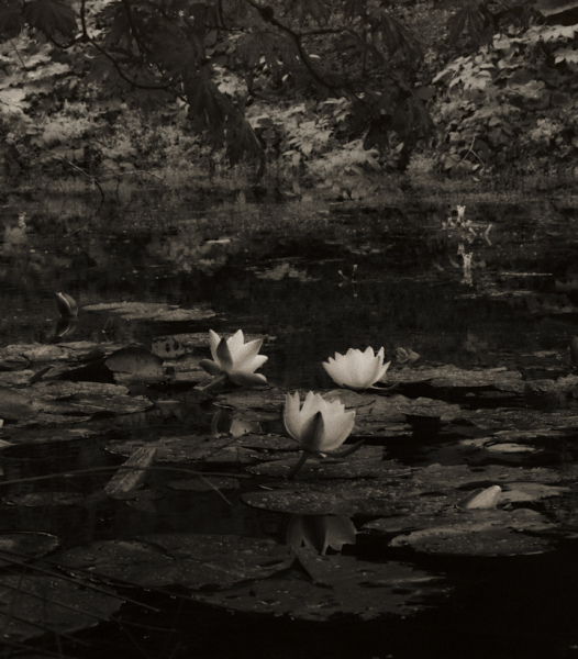 Water lilies 13