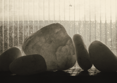 Still Life in the Polycrub