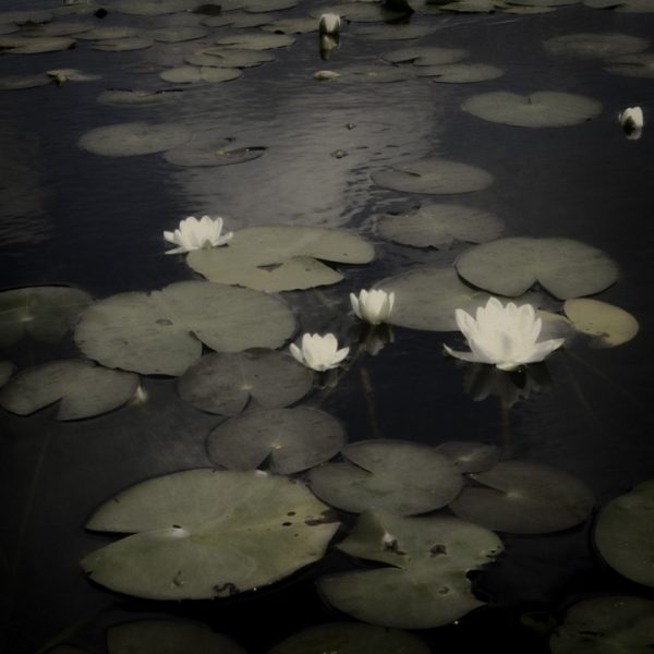 Waterlillies 1