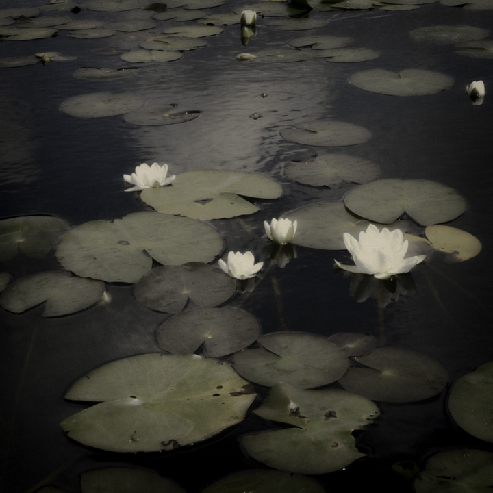 Waterlillies 1