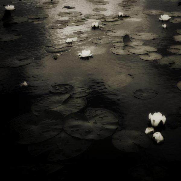 Waterlillies 2