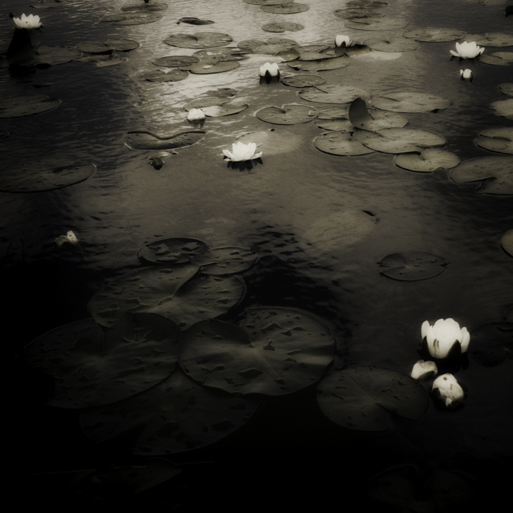Waterlillies 2