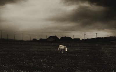 Cows etc