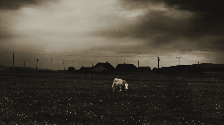 Cows etc