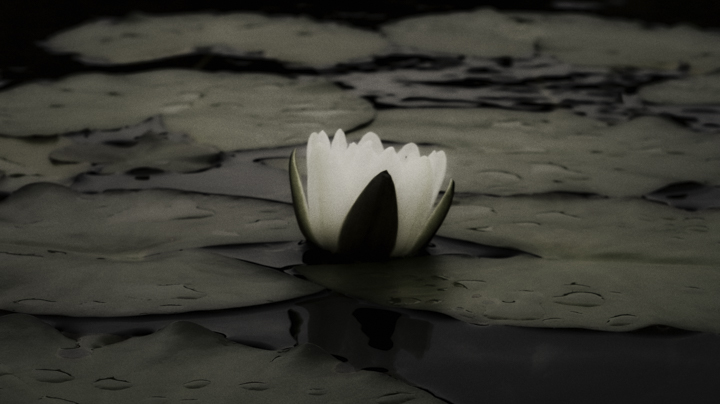 Waterlillies