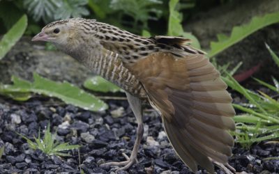 Gardening for Corncrakes