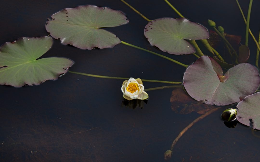 Waterlillies