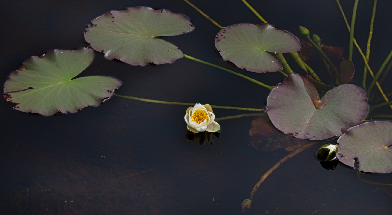 Waterlillies