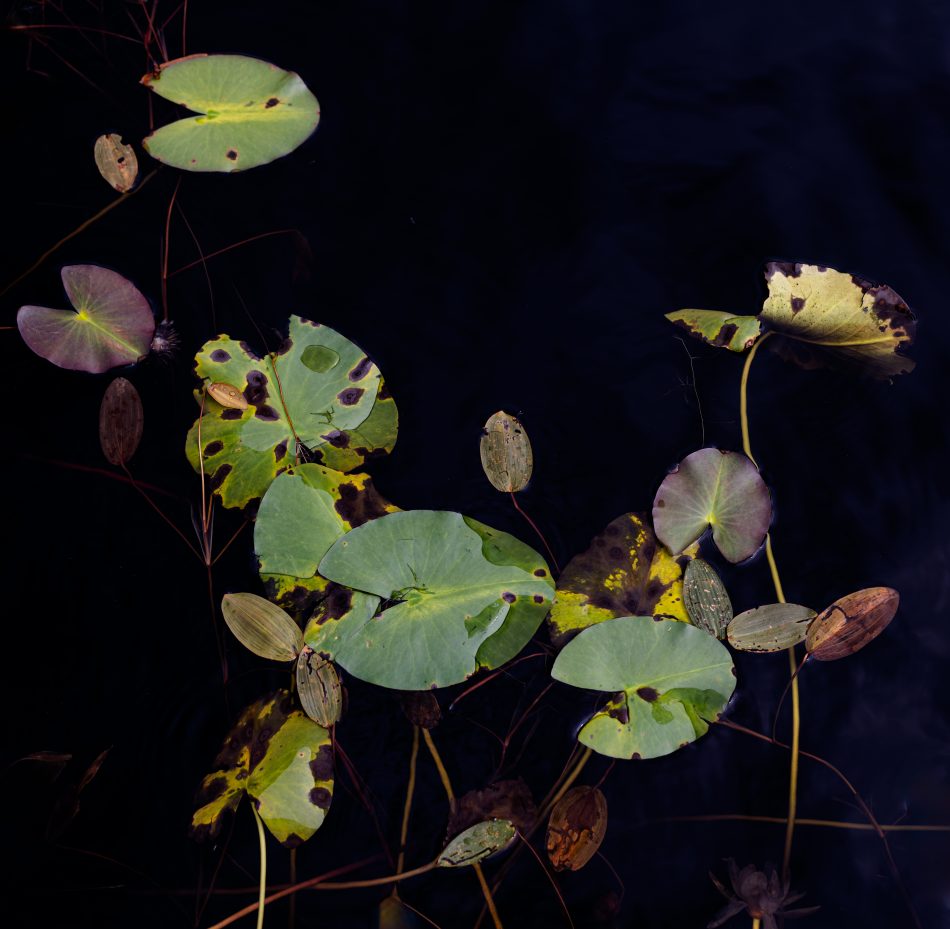 Water Lillies: End of Season 2